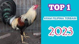 1 AYAM FILIPINA TERBAIK 2023