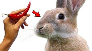 How to Get Rid of Rabbits in Your Yard & Garden Naturally