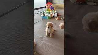 대형견 입양전 꼭 필요한 준비