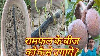 रामफल के पौधें के बीजों को कैसे उगाये?#Ramphal#Sharifa#sheetaphal#Fruits#seedgermination#Plants#frui