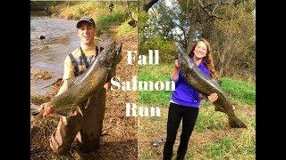 Fall Salmon Run out of Lake Michigan