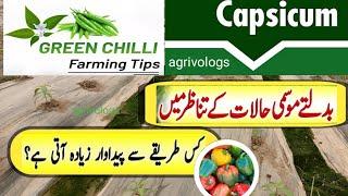 capsicum 🫑 (Shimla march)and chilli ( March) farming//insect disease,fertilizer // visit agrivologs