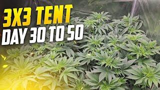 Seed to Harvest Guide to Growing Weed For Beginners, Spiderfarmer SE-5000