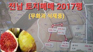 신성[일상과 정보tv]토지매매 면적 2,017평010 8739 0610 전라남도무화과나무밭 약2,000그루 비닐하우스  매매 #토지매매 #전남토지매매 #영암군토지매매 #임야매매