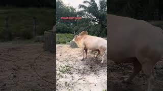 #ทายาทขาวหินหงษ์ #คลังวัวชนกํานันยศ #สายเลือดเงินล้าน #วัวชนแดนใต้️