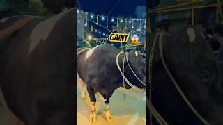 Mashallah  #cow #bakra #eid #bakraeid #animals #eiduladha #qurbani #beautiful #ziba #bari