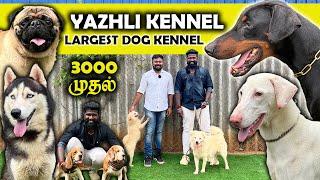 ரூ 3000 முதல் Largest Dog Kennel | Yazhli Kennel Coimbatore | Puppies for sale