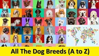 All The Famous Dog Breeds And Originating Countries - Pet life lk