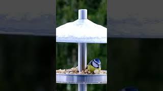 Blue Tit Feeding on Snowy Bird Feeder | UK NatureWatch