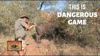 GREATEST CAPE BUFFALO CHARGES EVER RECORDED !!!!JOHAN HERMANN SAFARIS!!! LION HUNT/ELEPHANT HUNT