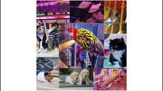 Pet Store In Mumbai/ROYAL PET SHOP/02vlog#fishaquariaum#persiancat#Catfood