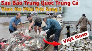 Sau Bão Trung Quốc Trúng Cá Mang Lên Bán Rẻ"Thực Hư Có Phải Cá Trôi Sang Việt Nam ?