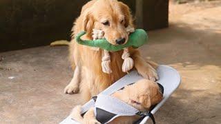 Golden Retriever Luhu：I‘ve found my father's weakness.#dog #puppy #pet #cutedog