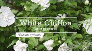 30 Seconds with White Chiffon™ Rose of Sharon