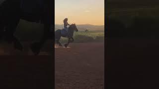 Funny Moments   Funny And Lovely Horses With Their Owners   Beautiful Precious Horses 509