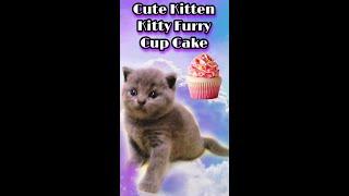 Cute Kitten - Kitty Furry - Vlog 1. Cup Cake 1