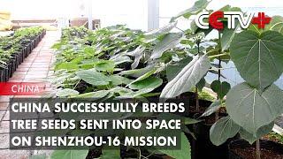 China Successfully Breeds Tree Seeds Sent into Space on Shenzhou-16 Mission