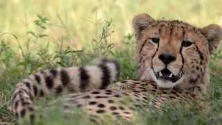 Secrets of Tanzania - Roie Galitz