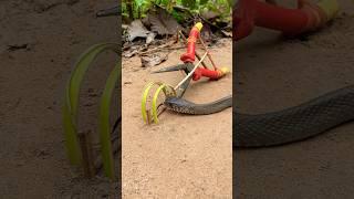 DIY Snake Trap #shortvideo #snaketrap #camping