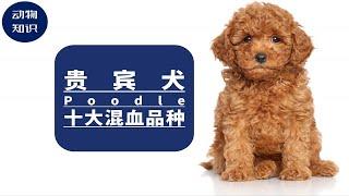 你一定没见过的“贵宾犬”十大混血品种！