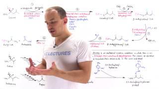 Metabolism of Branched Chain Amino Acids