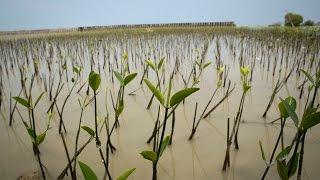 Building with Nature - Indonesia Securing Eroding Delta Coastlines