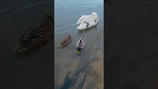 The Majesty of Swans & Ducks