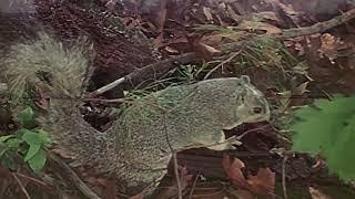 WILD AMERICA: WILD REFUGE  Full Exclusive Documentary Premiere  English HD 2024