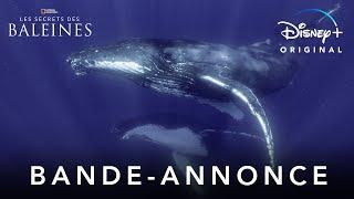 Les secrets des baleines | Bande-annonce officielle | Disney+