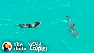 Dog And Wild Dolphin Play Whenever They See Each Other | The Dodo Odd Couples