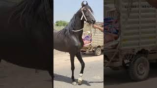 । Rupal stud farm । StallionPukhraj । #shorts
