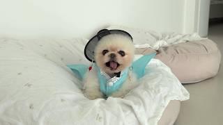 Are You Pongki's Baby Brother? Spending the Holidays with my Family! What K-Puppies Do on Chuseok