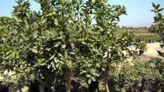 Bearss Seedless Lime 25gal Semi Dwarf