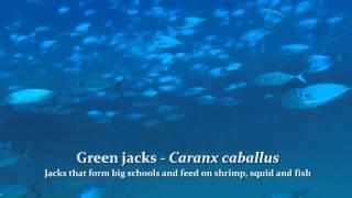 Green jacks - Cocinero - Caranx caballus