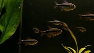 Hyphessobrycon nigricinctus bij Aquarium Speciaalzaak Utaka