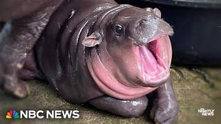 Baby pygmy hippo becomes worldwide internet sensation