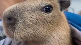 Capybara Vibing & Relaxing