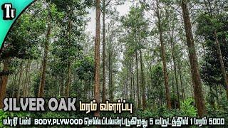 விலை உயர்ந்த மலைசவுக்கு மரம் வளர்ப்பு | silver oak tree farming in tamil