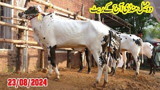 Today Domail Mandi Fatehjang Rate’s update`23Aug2024-Part01Sunny Video Fateh Jang Cow Mandi 2024