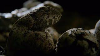 Hatching of Ancient Tuatara Reptiles | Wild New Zealand | BBC Earth