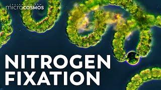 Getting to the Root of Nitrogen Fixation