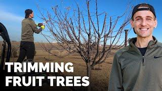 It's about time for spring! Trimming fruit trees in the orchard during a nice day!