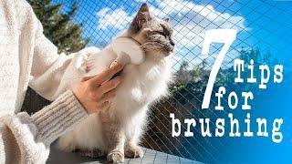 𝐒𝐇𝐄𝐃𝐃𝐈𝐍𝐆 𝐒𝐄𝐀𝐒𝐎𝐍 How to brush a cat | TIPS for brushing | Ragdolls Pixie and Bluebell