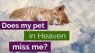 Animals in the Afterlife: Does my pet miss me? Animal Communicator Explains Pet Heaven