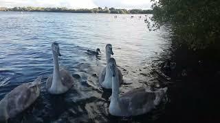  MUTE SWAN FAMILYCYGNETSMALLARD DUCKSKINNEGO BAY IRELAND‍️#tranquilityLIKEsubscribe#zen