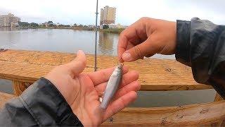 Fishing a New Pier with Bull Minnows