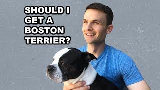 Should I Get A Boston Terrier? Real Owners Speak Out