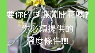 竅門在這 - 蝴蝶蘭要開花? 溫度條件不能少!! | 蘭花種植