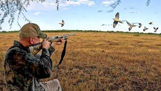 South Texas Dove Hunt - INSANE AMOUNTS!!