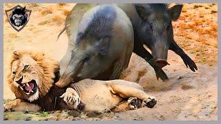 10 Incredible Moments! Humiliation Lion Became Loser When Fighting Warthog Part 2 | Animal Attacks